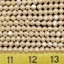 24 Strands of Freshwater Pearls